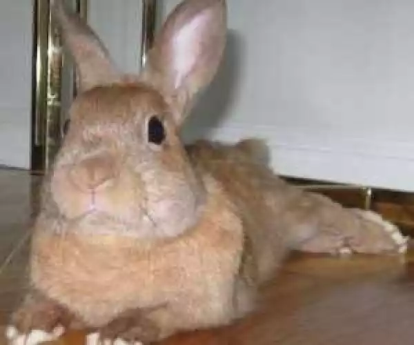 Strange Rabbit Causes Pandemonium At Rivers Secretariat